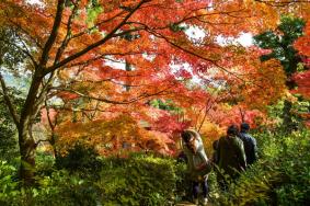 2019焦作青天河红叶节时间+门票优惠政策