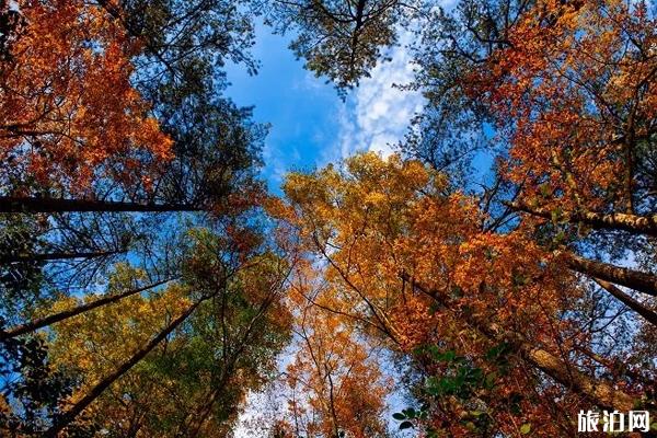 重慶光霧山紅葉紅了嗎 2019光霧山紅葉最佳觀賞時間+地點+交通指南