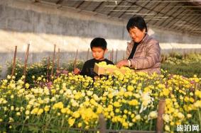 2019平谷菊花美食节10月26日开启