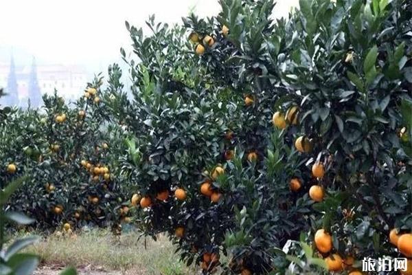 常州哪里可以采摘橘子