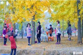 阳山小江镇银杏什么时候黄 2019阳山小江镇银杏节11月3日开启