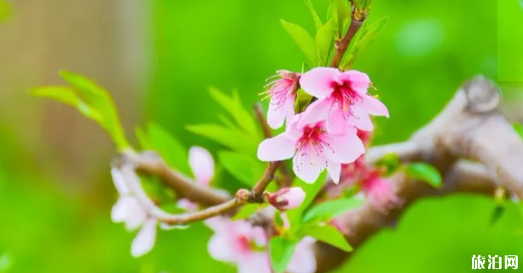 畅游上海一票通2019价格+上海万圣节活动