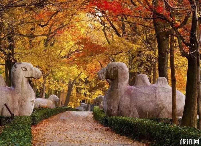 南京适合秋天去的景点 南京适合赏秋的地方