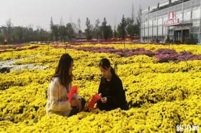 2019南京农业大学菊花展几月几号+地址 2019南京农业大学菊花展介绍
