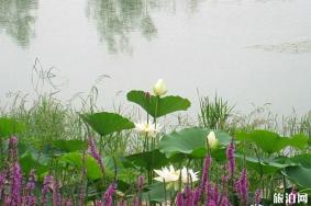 翠湖湿地公园网上预约入口 翠湖湿地公园游玩攻略