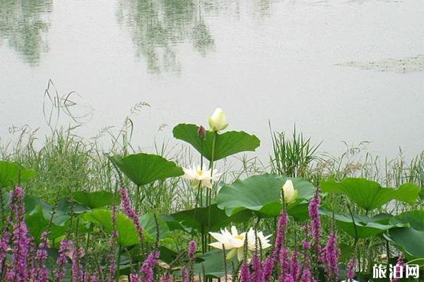 翠湖濕地公園網上預約入口 翠湖濕地公園游玩攻略