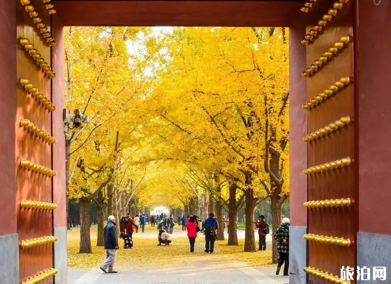 北京哪些地方可以看到银杏树