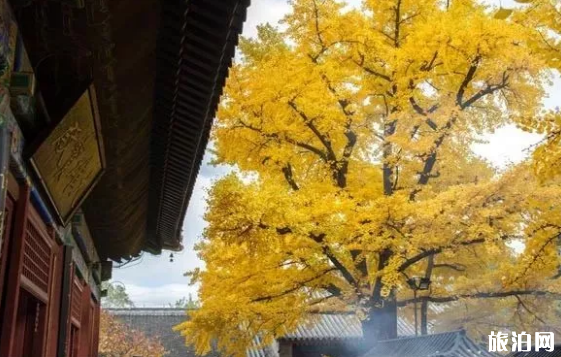 北京哪些地方可以看到銀杏樹(shù)