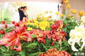 2019德州锦绣川景区菊花展11月1日开启