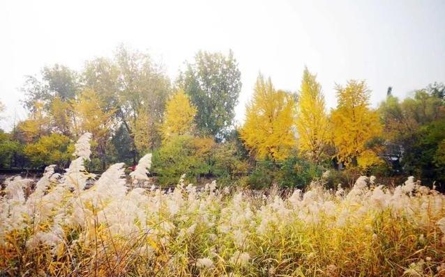 北京植物园秋天好看吗 北京植物园秋季有啥花