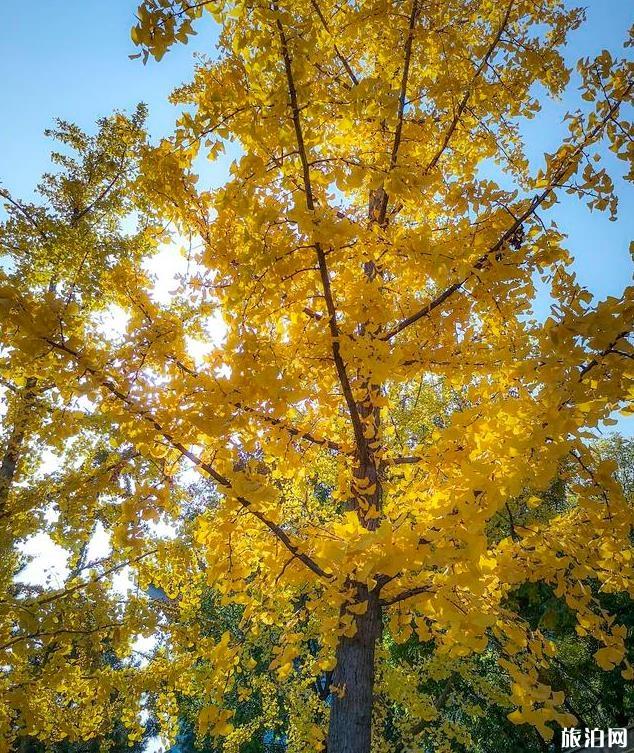 北京園博園秋季好玩嗎 北京園博園秋季可以看紅葉嗎