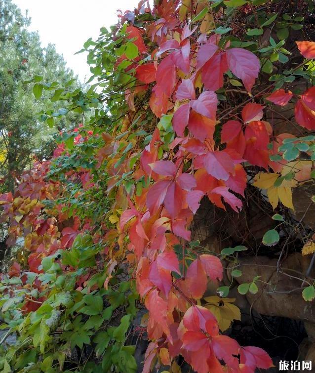 北京園博園秋季好玩嗎 北京園博園秋季可以看紅葉嗎