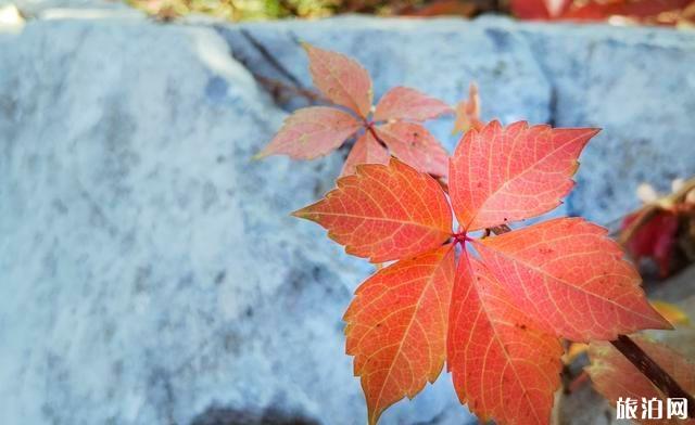 北京園博園秋季好玩嗎 北京園博園秋季可以看紅葉嗎