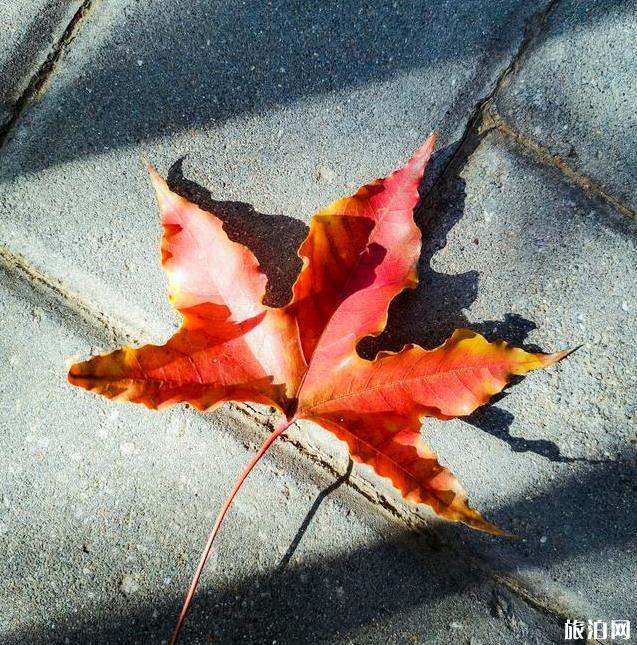 北京園博園秋季好玩嗎 北京園博園秋季可以看紅葉嗎