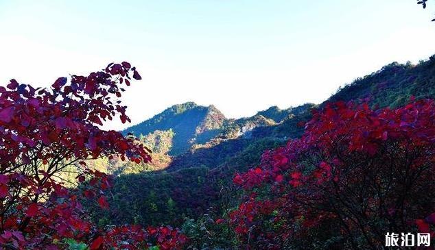 重庆酉阳板溪红叶最佳时间