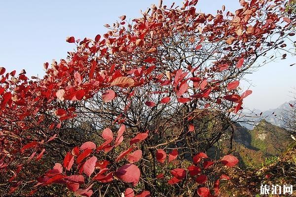 重庆酉阳板溪红叶最佳时间