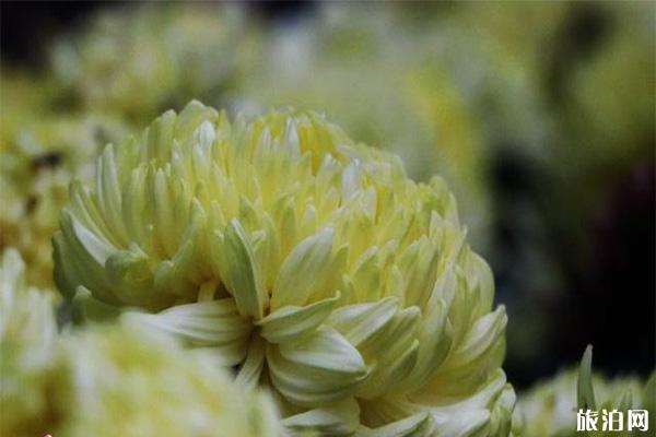 2019福州西湖公园菊花展持续到11月24日