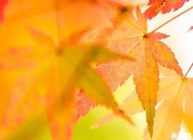 南京栖霞山枫叶最佳观赏时间 南京栖霞山赏枫攻略