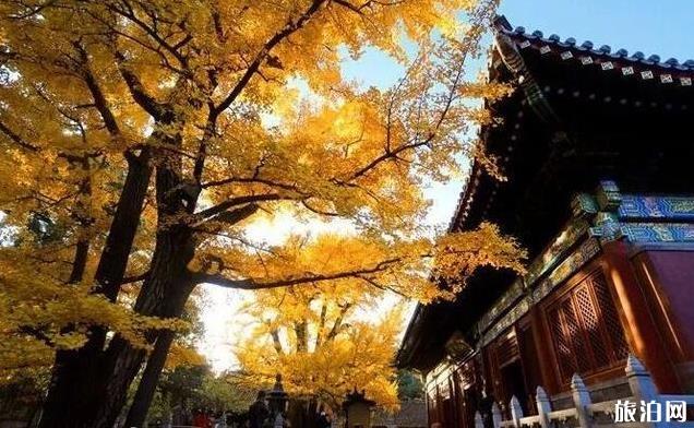 北京适合秋游的地方 北京秋天哪里好玩