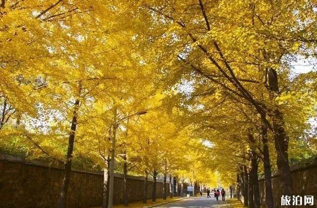 北京适合秋游的地方 北京秋天哪里好玩