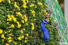 2019峨眉山大佛禅院菊花展时间+地点+门票+介绍