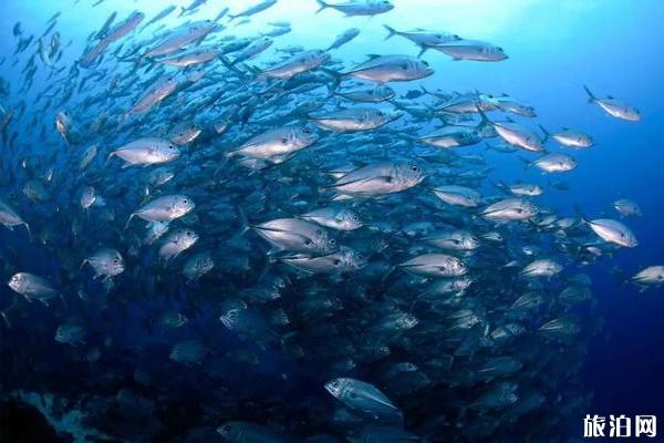 班达海潜水最佳季节 班达海潜水怎么样