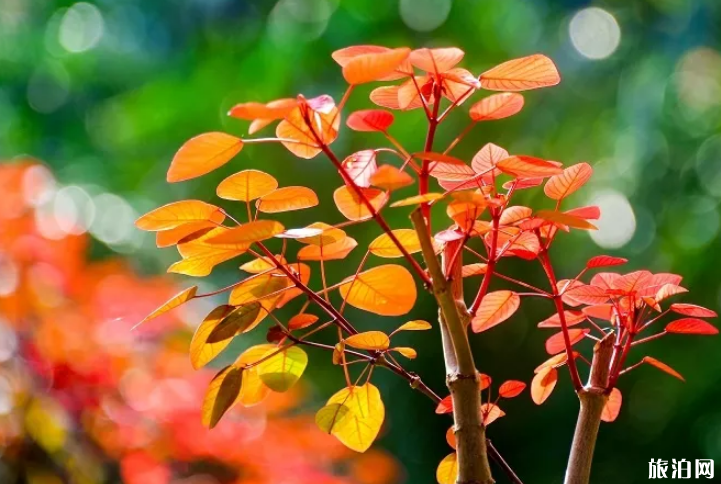 2019巫山红叶节是几月份+游览攻略