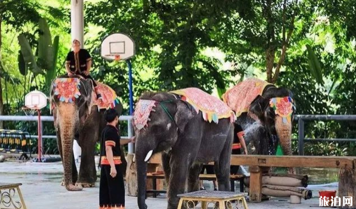 西雙版納市區(qū)有什么景點 曼聽公園鸚鵡表演時間