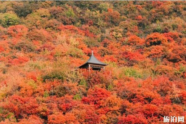 北京坡峰岭红叶好看吗 北京坡峰岭红叶观赏地点推荐