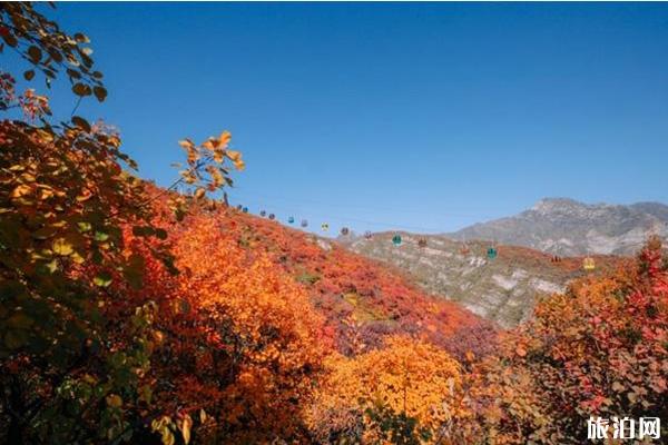 北京坡峰岭白叶皆雅吗 北京坡峰岭白叶没有雅赏天面保举