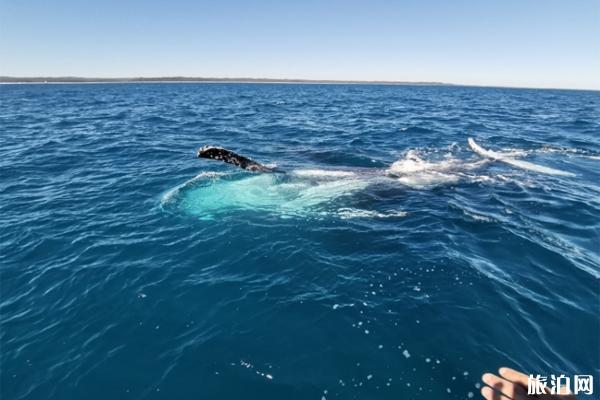布里斯班观鲸鱼最佳时间+观赏地点推荐