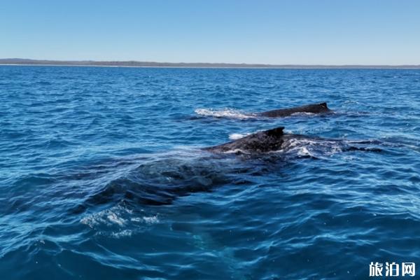布里斯班观鲸鱼最佳时间+观赏地点推荐