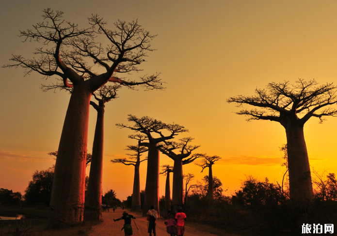 去马达加斯加旅游需要注意什么