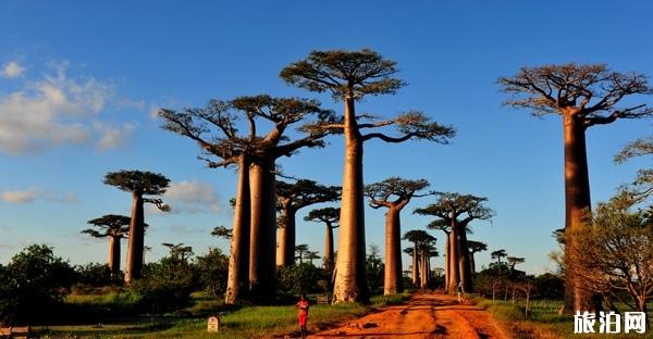 去马达加斯加旅游需要注意什么
