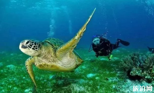巴里卡萨岛有哪些潜水据点