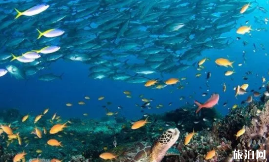巴里卡萨岛有哪些潜水据点
