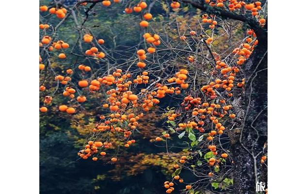 广元牛头村柿子节在什么时候举办 附2019年柿子节时间