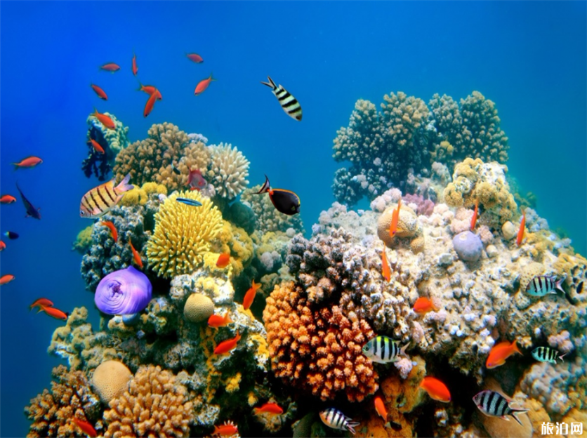泰国哪个岛深潜最好 泰国潜水圣地是哪