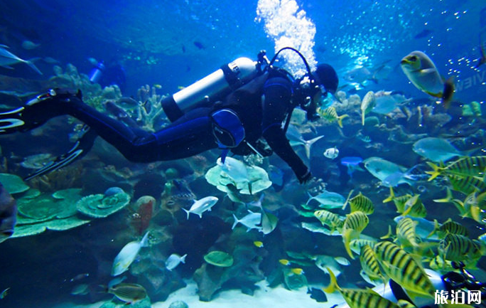 东南亚地区的潜水胜地有哪些
