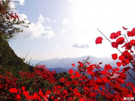 2019巫山红叶节时间+地点+门票+最佳观赏点