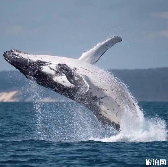 汤加大翅鲸自由潜 汤加大翅鲸潜水活动