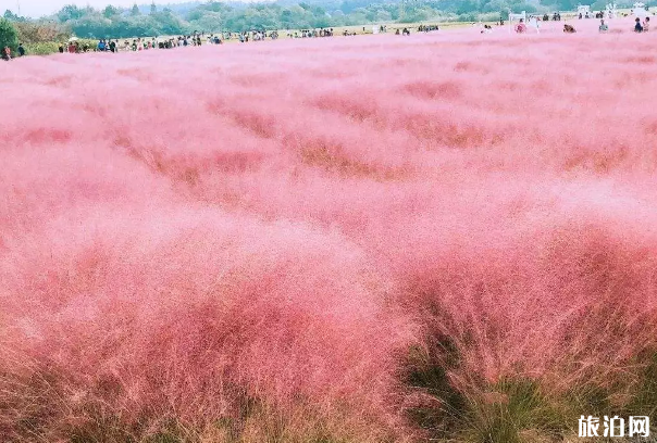 南京網紅打卡地有哪些