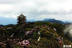 重庆金佛山一日游玩攻略