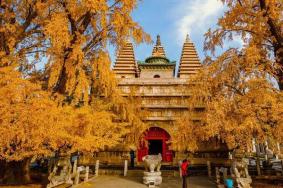 真觉寺的银杏树什么时候黄 真觉寺看银杏攻略