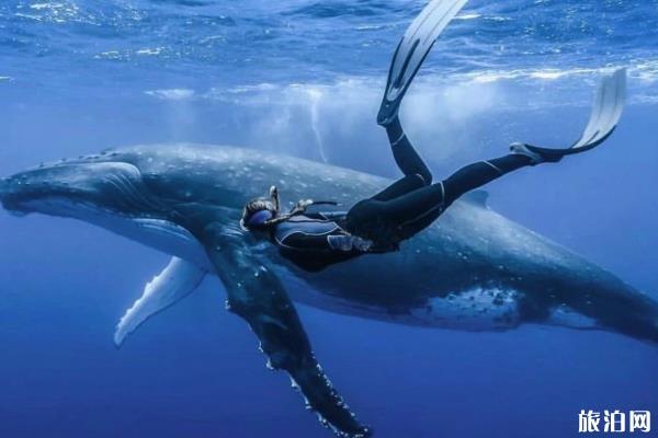 汤加大翅鲸自由潜 汤加大翅鲸潜水活动