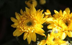 2019武汉菊花展举办时间+地点+活动详情