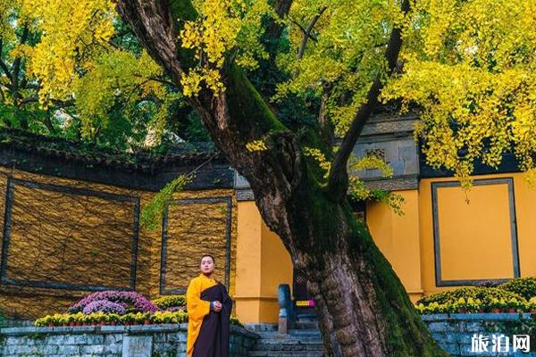 惠山古镇银杏景点在哪