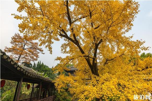 惠山古鎮(zhèn)銀杏景點在哪