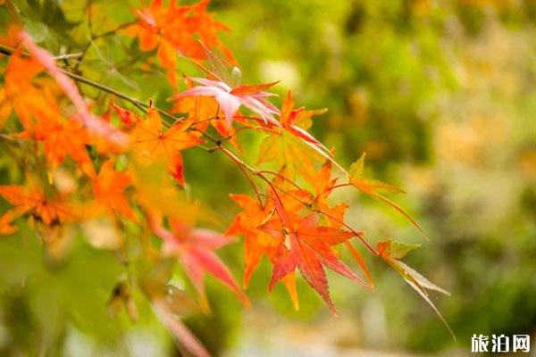 栖霞山门票多少钱 栖霞山游玩攻略