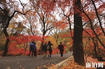 上海哪些地方可以赏秋